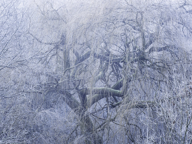 Frosty Willow - Explored!