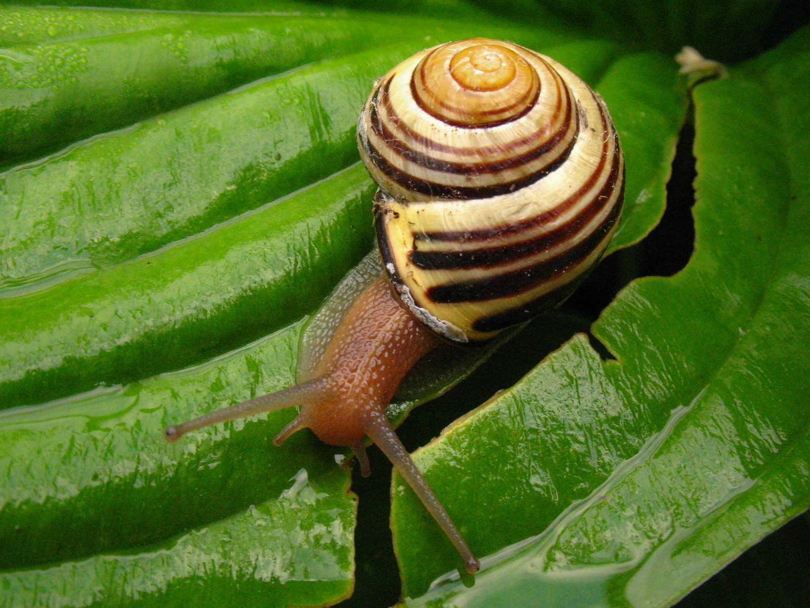 Snail on hosta