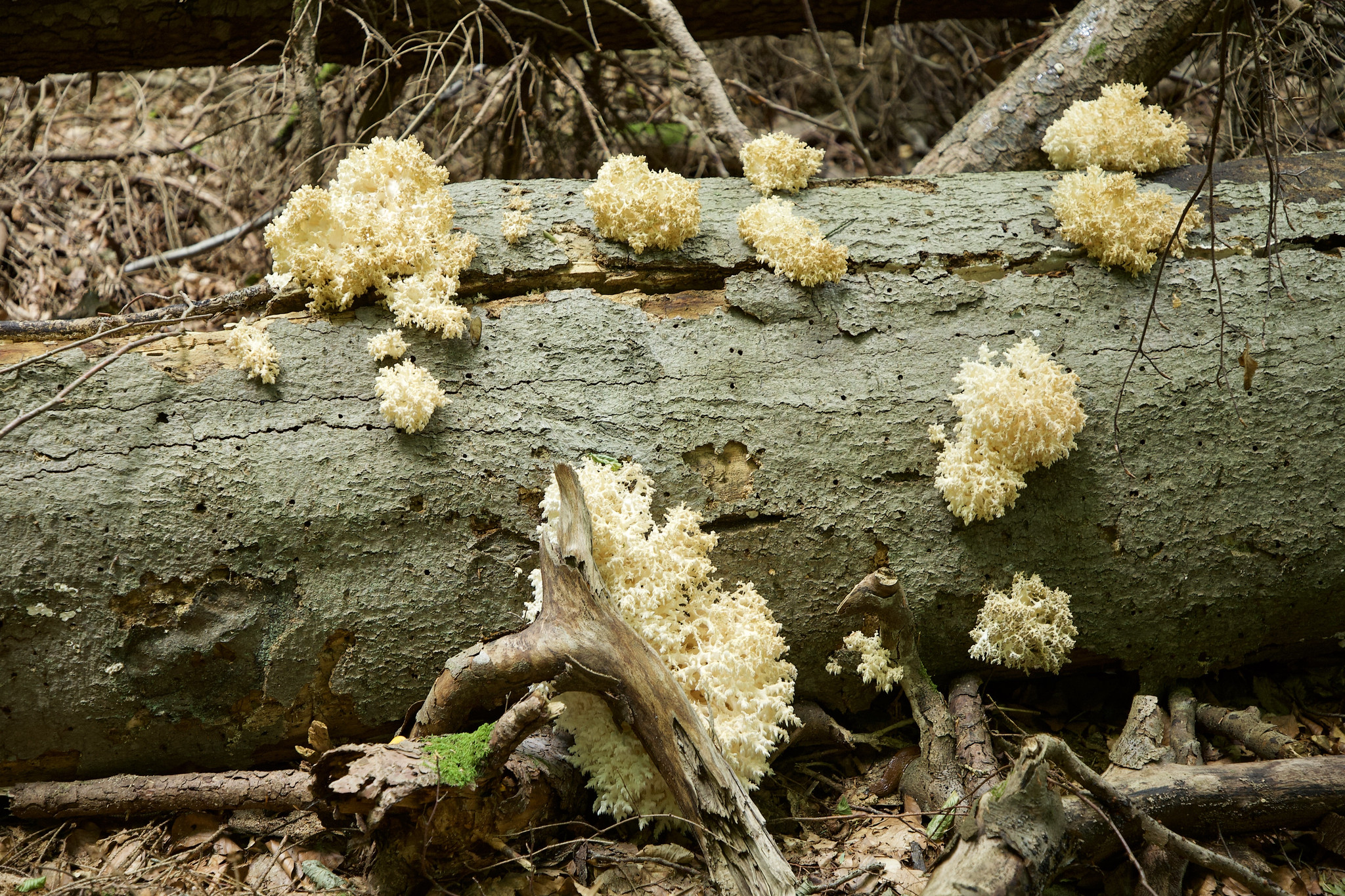 Hericium coralloides – Serrahn, Mecklenburg-Vorpommern, Germany