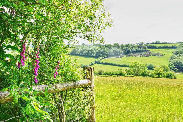 Fields and foxgloves