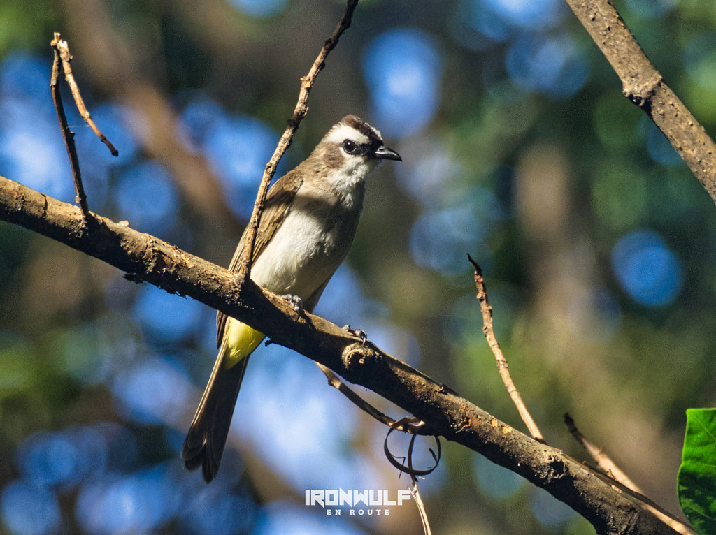 One of the many yellow-vented bulbuls in the park.