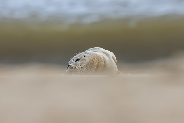 YOUNG SEAL