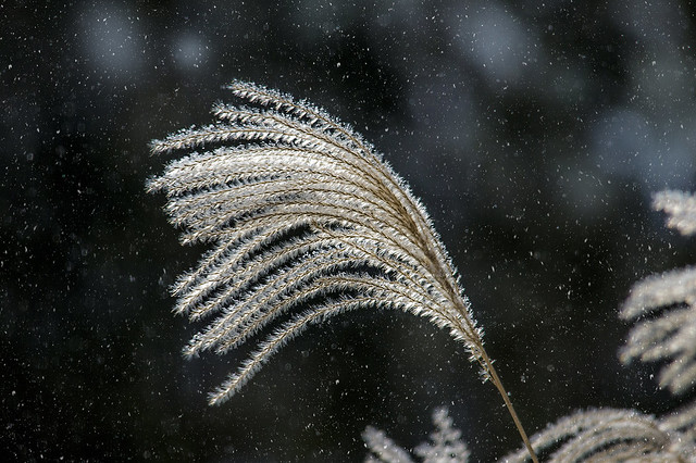 flurries on a seedhead