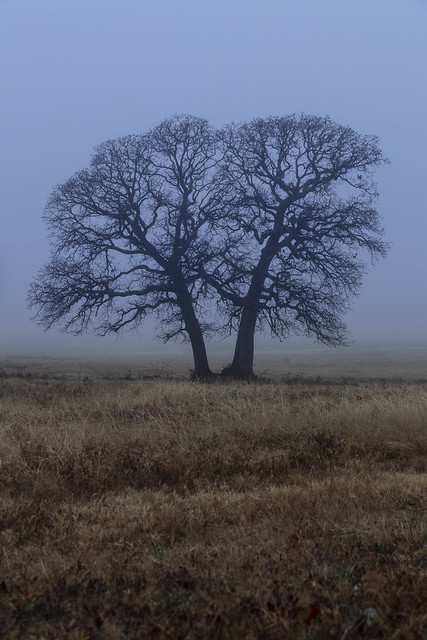 Twin Oaks in Fog_MG_0308