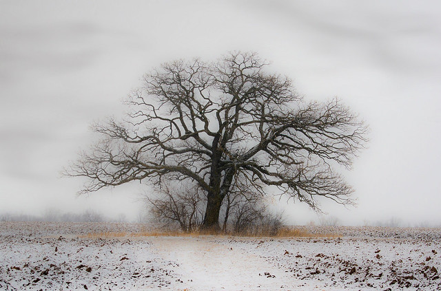 stately bur oak in winter (explored)