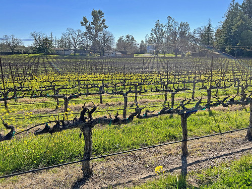 br cohn winery sonoma valley california vines landscape travel outdoors outside color colorful nature natural beauty