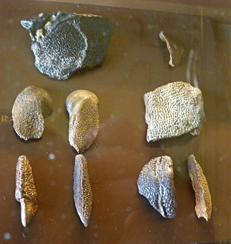 Asterolepis ornata (10-9-21 Naturistorisches Museum Wien, leg in Livland, Letonia)