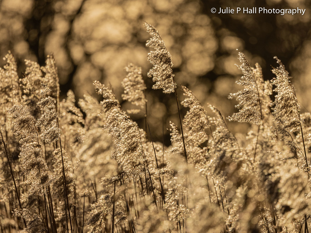 Reeds, Backlit, Brandon Marsh Nature Reserve, February 2022-3