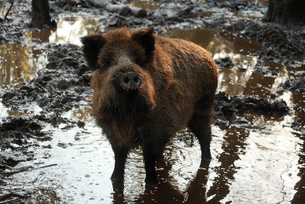 Wildlife Park Eekholt - A wild boar looks at us | February… | Flickr