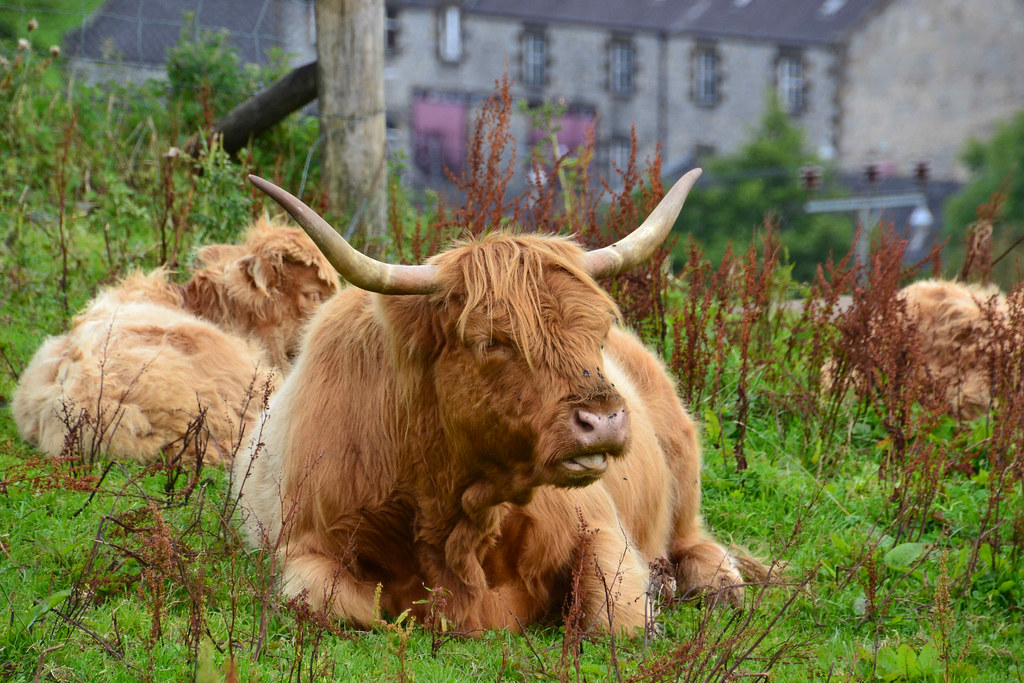 COW (SCOTLAND DUFFTOWN) - VACHE