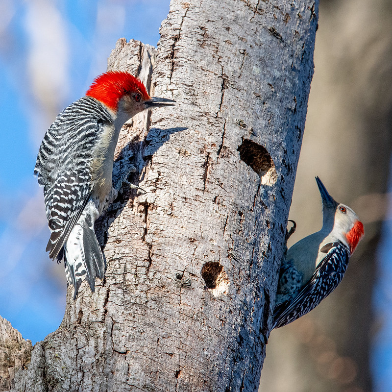 red-bellied-woodpecker-male-and-female-square-3429