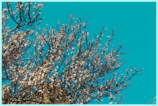 Almond Blossom inspired by V. van Gogh