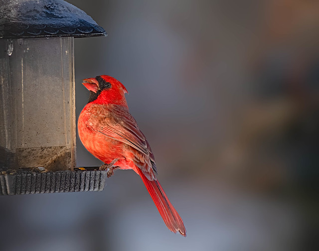 Fire Red Cardinal