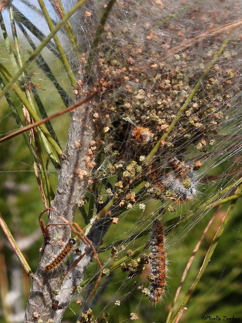Nest of processionary caterpillars
