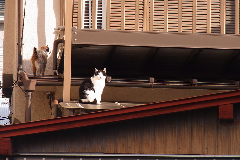 010Ricoh CX3南池袋三丁目坂の路地の屋根の上の猫だまり 黒白八割れ 三毛