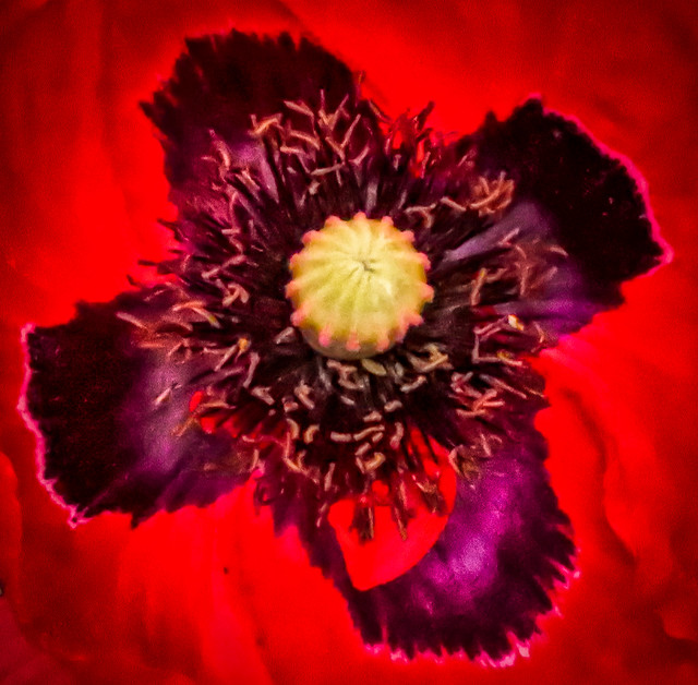 Macro - Oriental Poppy