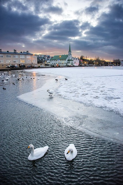 Swans and ducks on Reykjavik Tjörnin lake frozen in winter at sunset