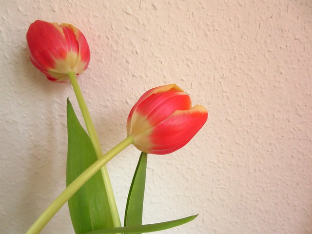 Tulpen-Duo