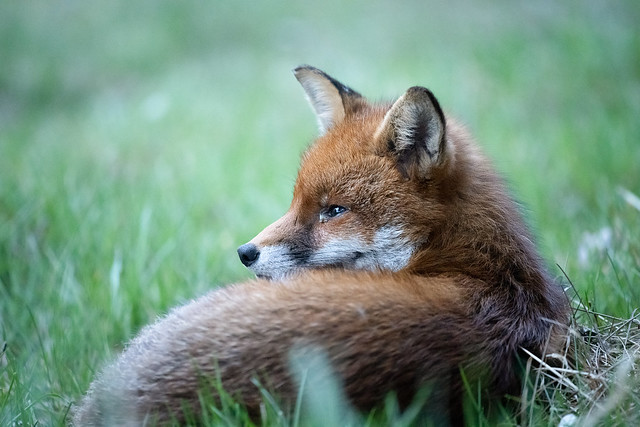 Red fox relaxing at dusk