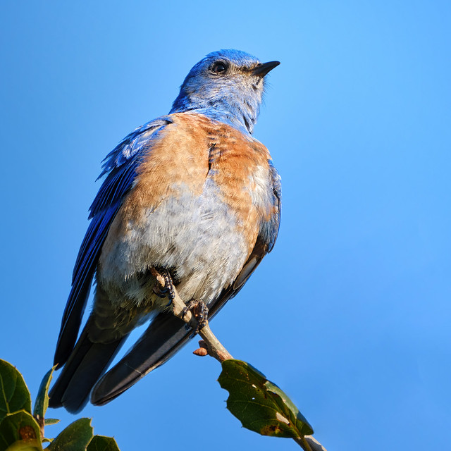 Western Bluebird