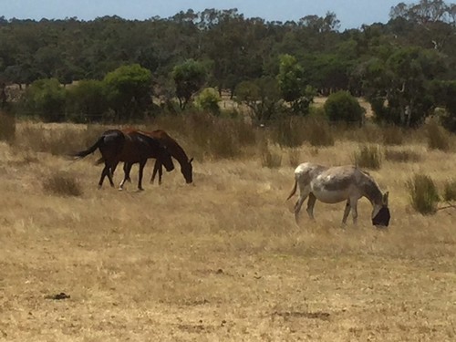 Chasseur, Julian & Donkeys - Red Moon Sanctuary, Redmond, Western Australia