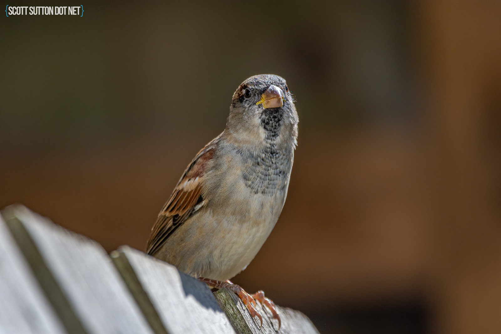 House Sparrow in the garden