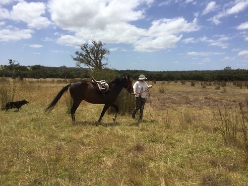 Circling in the Middle Meadow - Julian's Lap of Honour in Sunsmart's Saddle & Bridle, Red Moon Sanctuary, Redmond, Western Australia
