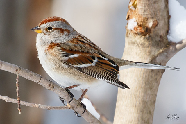 1.29492 Bruant hudsonien / Passerella arborea arborea / American Tree Sparrow