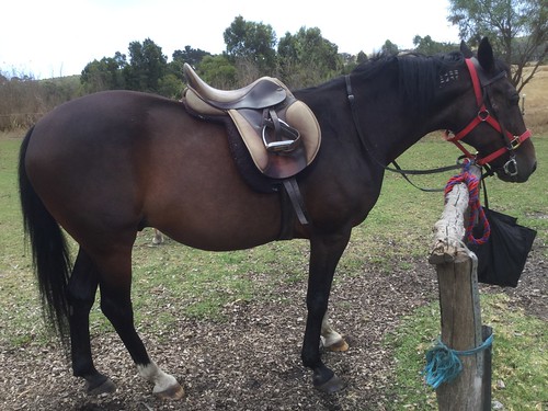 All Tacked Up - Julian's Lap of Honour in Sunsmart's Saddle & Bridle, Red Moon Sanctuary, Redmond, Western Australia