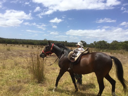 Circling in the Middle Meadow - Julian's Lap of Honour in Sunsmart's Saddle & Bridle, Red Moon Sanctuary, Redmond, Western Australia