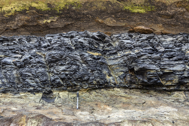 Detail, Pennsylvanian bituminous coal, Big South Fork, Scott County, Tennessee