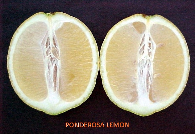 Lemon #28: PONDEROSA ( বাতাবি লেবু )