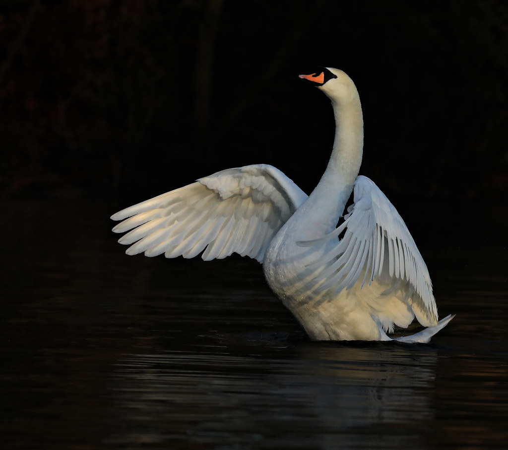 Female Swan Stretching