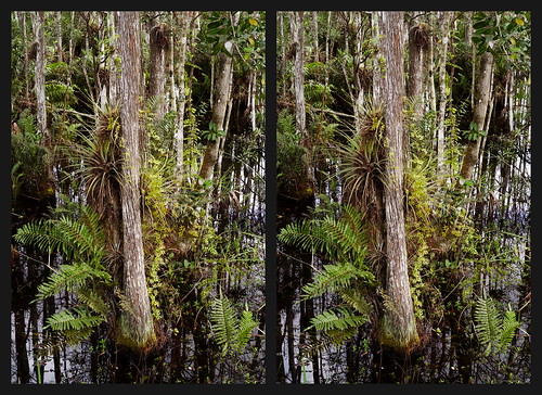 stereoscopy florida baldcypress taxodium fern bromeliaceae reflections pentax k1 smcpentax11855mm iridientdeveloper affinityphoto