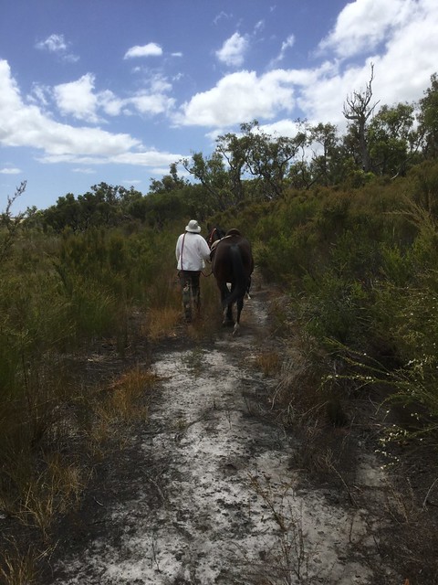 Returning on the Swamp Track - Julian's Lap of Honour in Sunsmart's Saddle & Bridle, Red Moon Sanctuary, Redmond, Western Australia