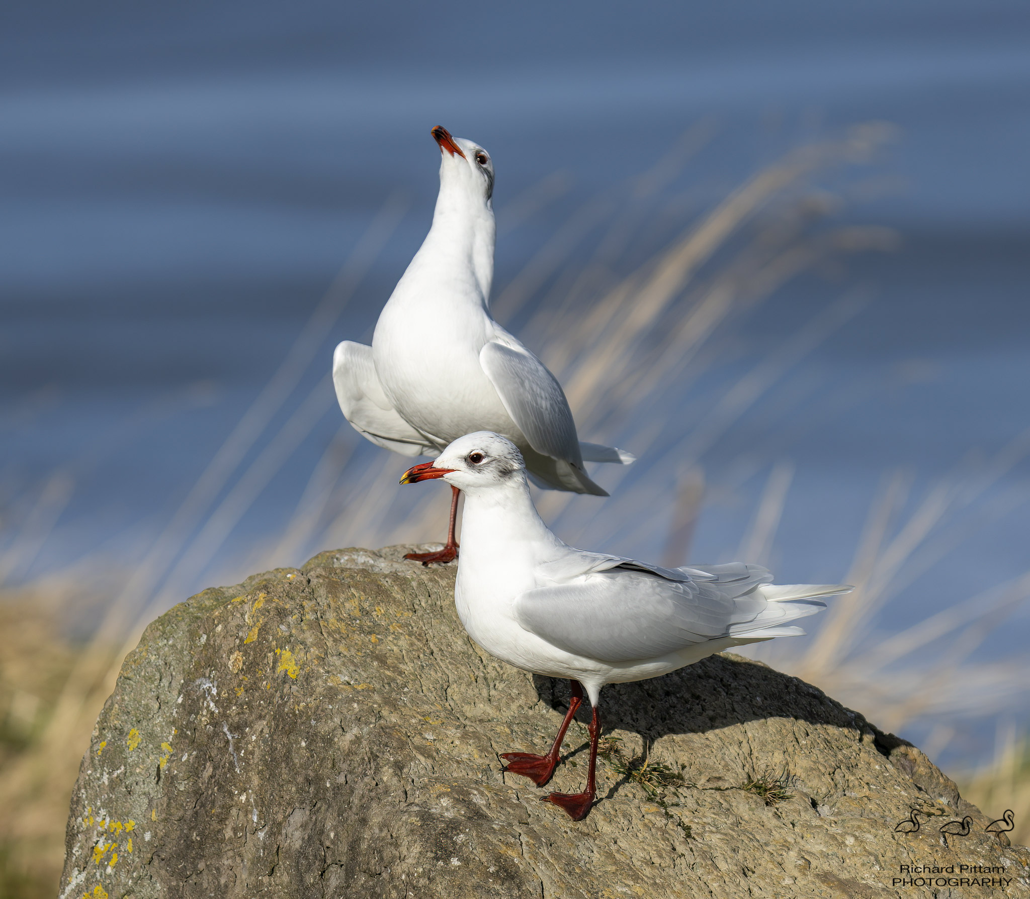 Mediterranean Gulls [adult]