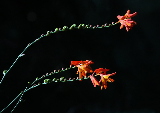 Watsonia meriana var. bulbillifera, the common bulbil Watsonia 1