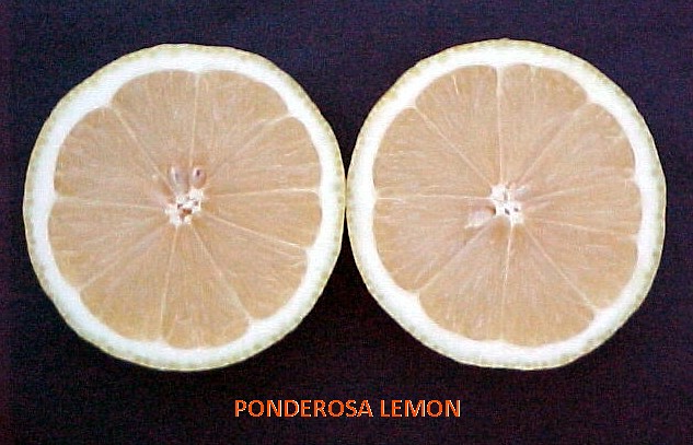 Lemon #29: PONDEROSA ( বাতাবি লেবু )