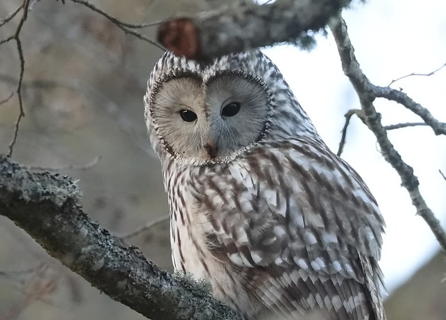 Slagugle (Ural Owl / Strix uralensis)