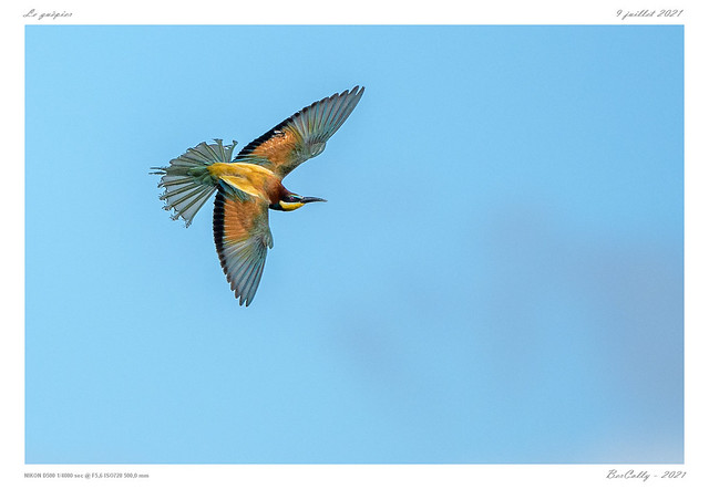 Le guêpier | European bee-eater