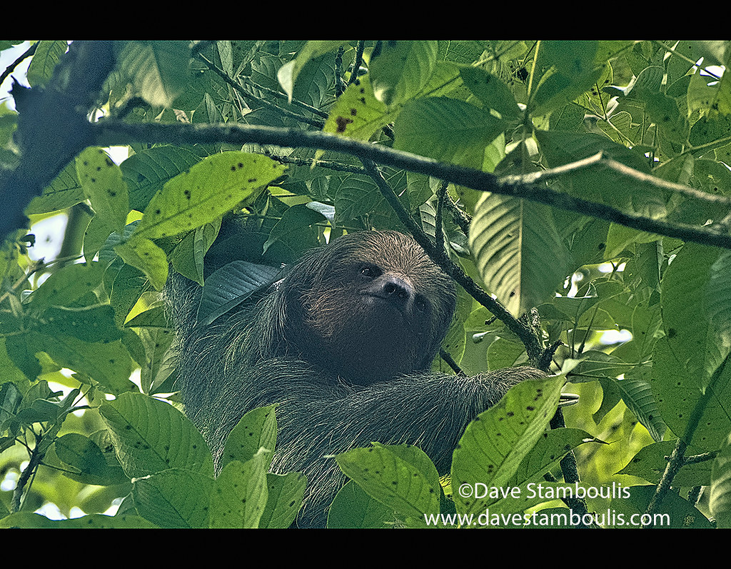 Brown three-toed sloth (Bradypus variegatus), Monteverde Cloud Forest Reserve, Costa Rica