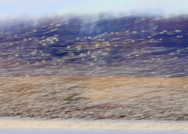 Abstract Snow Geese