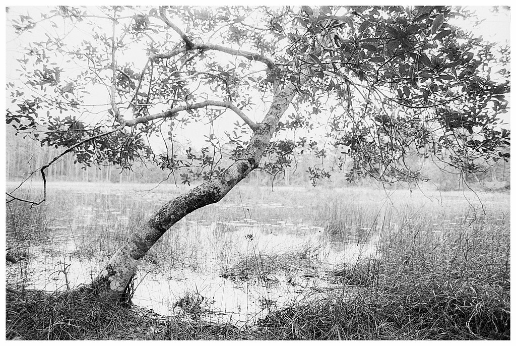 2022 in B&W and Analog: The small tree by the lake.