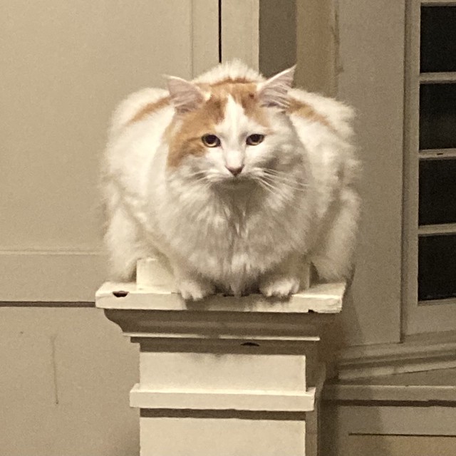 Giant floof of a cat