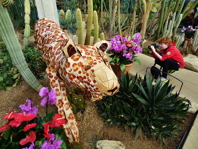 KEW Orchid Festival (Costa Rica) 5 FEB to 6 MAR 2022 - Jaguar