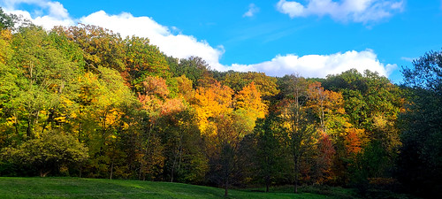Sunset at Forest Hill by Tim Evanson, The setting sun hits the trees at Forest Hill.fall fall2021 fallfoliage foresthillpark
