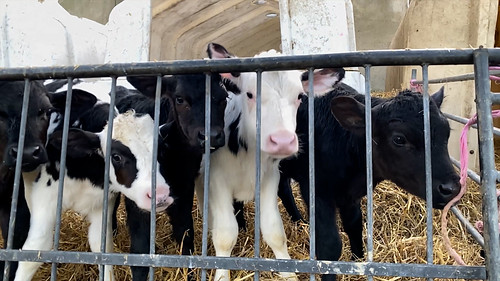 Calves in crowded outdoor pen