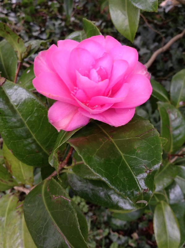 The Camellia is in flower