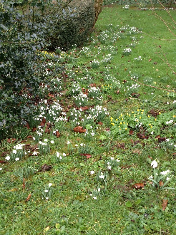 So many Snowdrops this year!