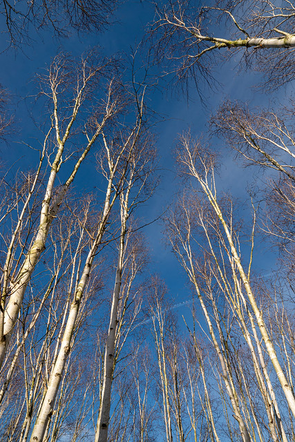 Silver birch grove 2.jpg